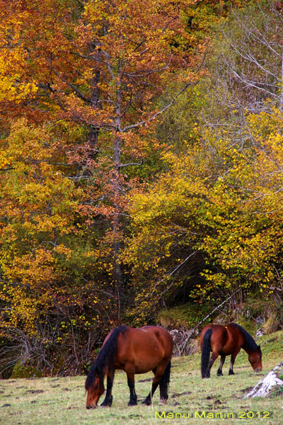 Los bosques de Sajambre, Picos de Europa, León Los bosques de Sajambre, Picos de Europa, León